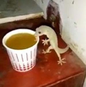 Meet your Posher, Liam